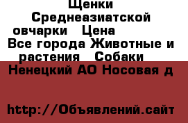 Щенки Среднеазиатской овчарки › Цена ­ 30 000 - Все города Животные и растения » Собаки   . Ненецкий АО,Носовая д.